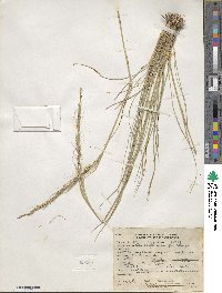 Eriocoma occidentalis subsp. californica image