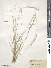 Eriocoma occidentalis subsp. californica image