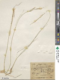 Eriocoma occidentalis subsp. californica image