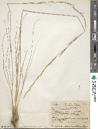 Eriocoma occidentalis subsp. californica image