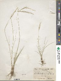 Eriocoma occidentalis subsp. californica image