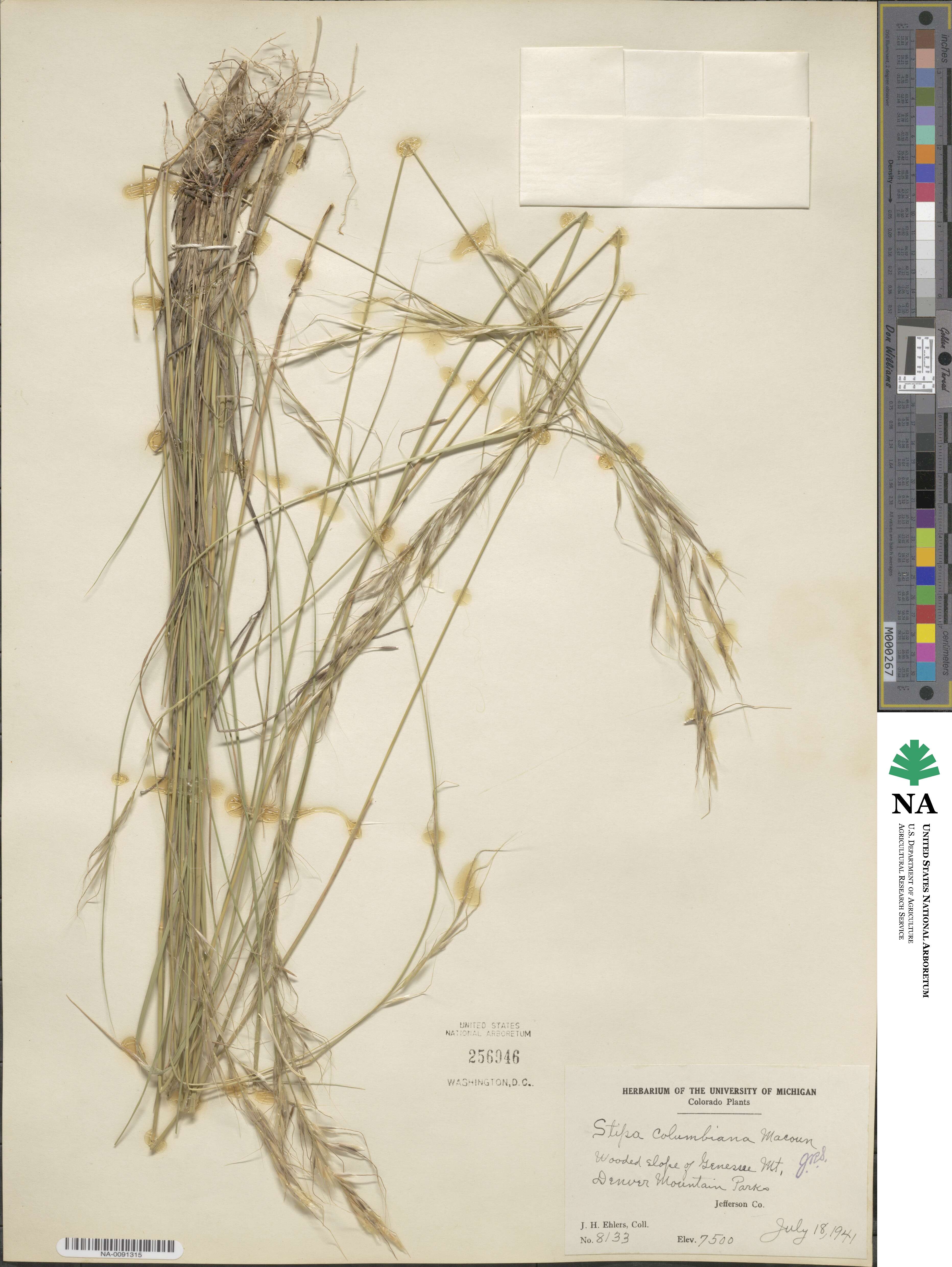 Eriocoma lemmonii image