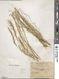 Eriocoma lemmonii image