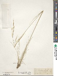 Hesperostipa comata image