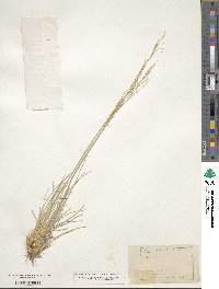 Hesperostipa comata image