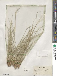 Hesperostipa comata image