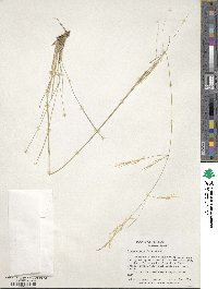 Hesperostipa comata image