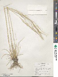 Hesperostipa comata image