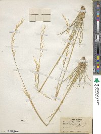 Hesperostipa comata image