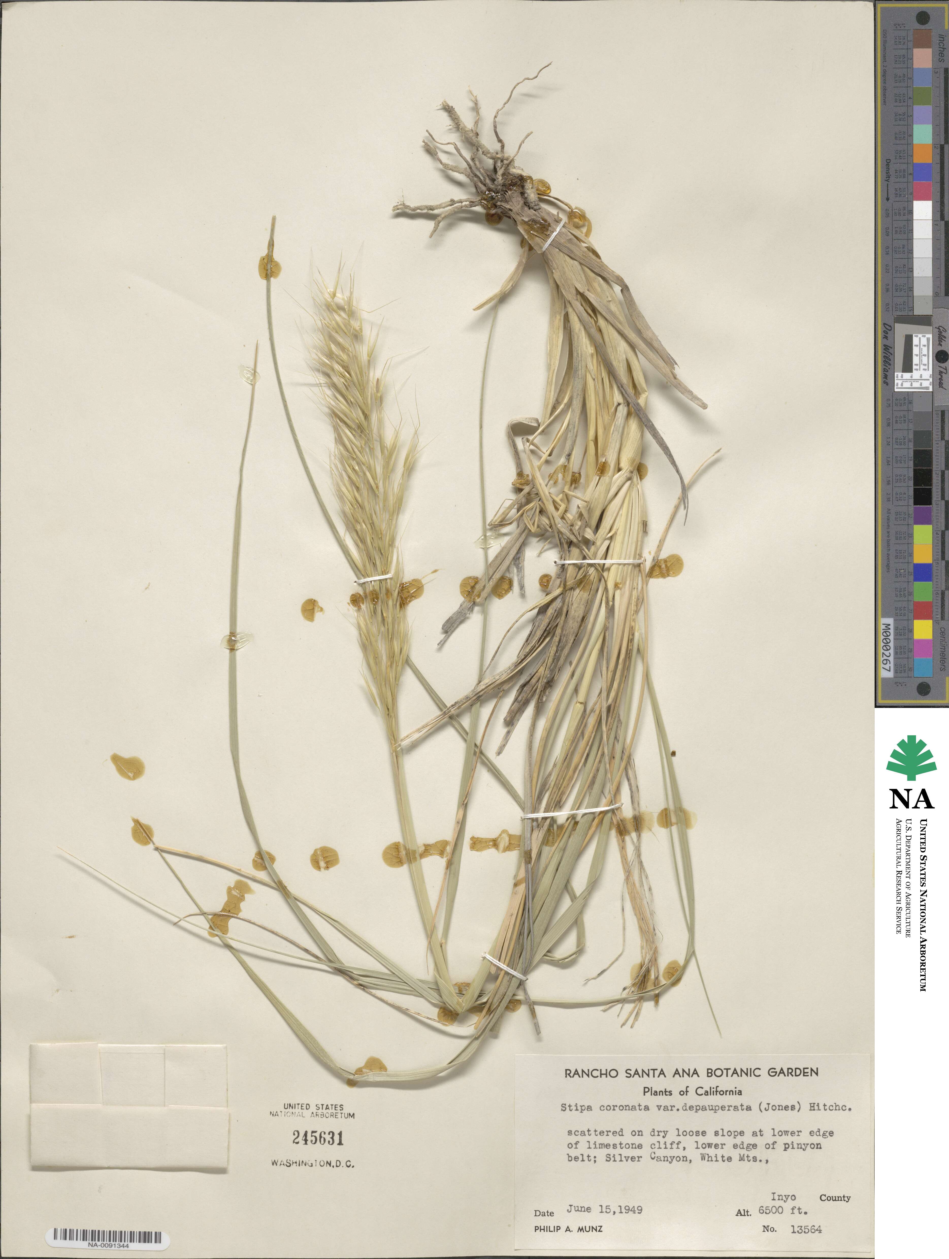 Eriocoma coronata image