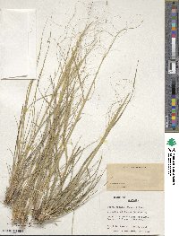 Hesperostipa comata image