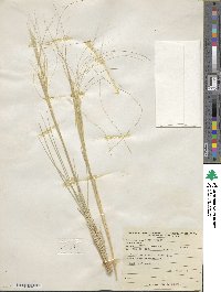 Hesperostipa comata image