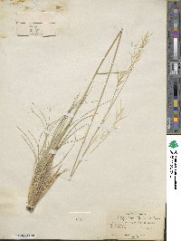 Hesperostipa comata image