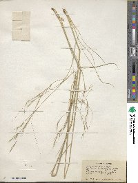 Hesperostipa comata image