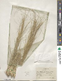 Hesperostipa comata image