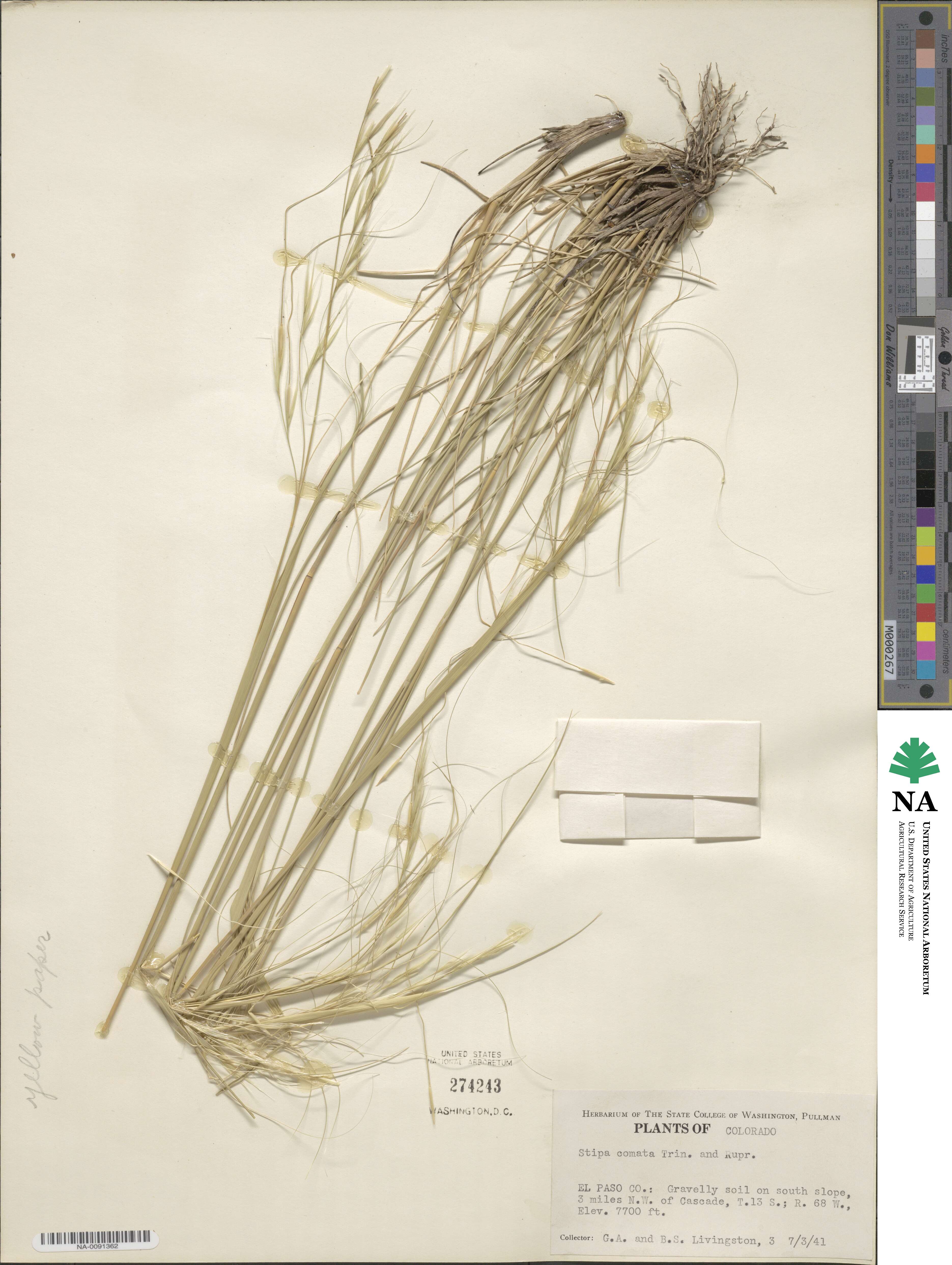 Hesperostipa comata image