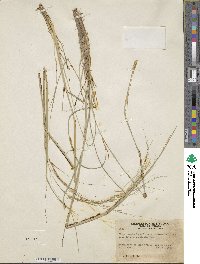 Hesperostipa comata image