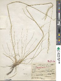 Hesperostipa comata image