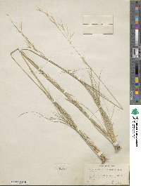 Hesperostipa comata image