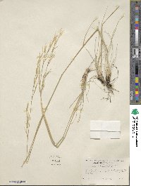 Hesperostipa comata image