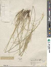 Hesperostipa comata image