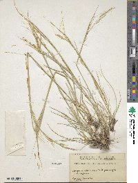 Hesperostipa comata image