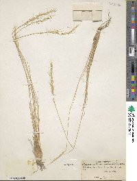 Eriocoma parishii subsp. depauperata image