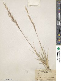 Eriocoma parishii subsp. depauperata image