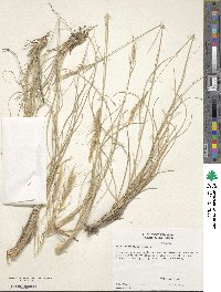 Image of Eriocoma curvifolia