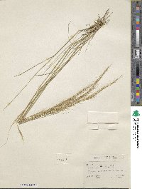 Eriocoma occidentalis subsp. pubescens image