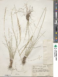 Eriocoma occidentalis image