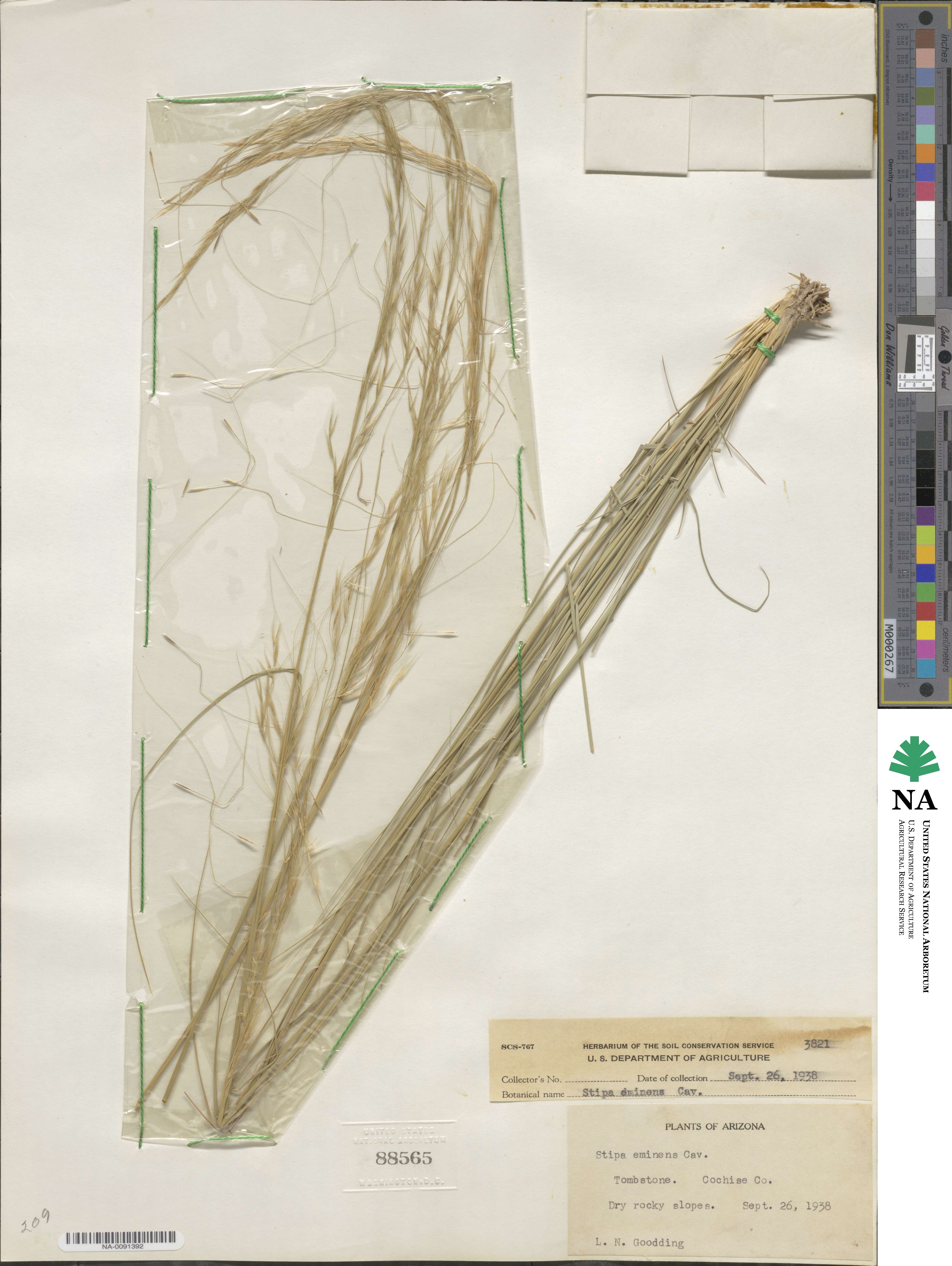 Pseudoeriocoma image