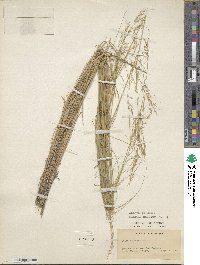 Pseudoeriocoma eminens image