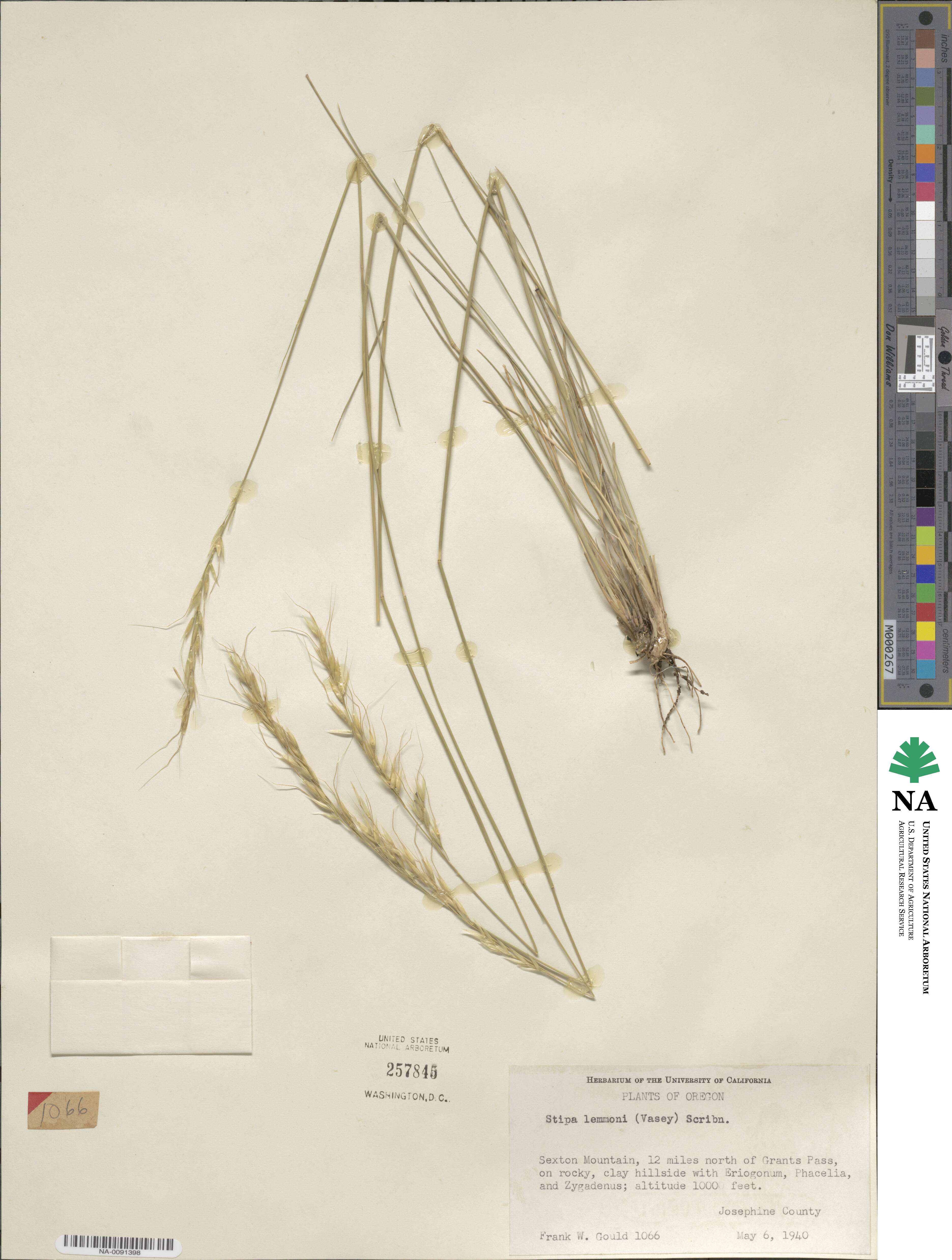 Eriocoma lemmonii image