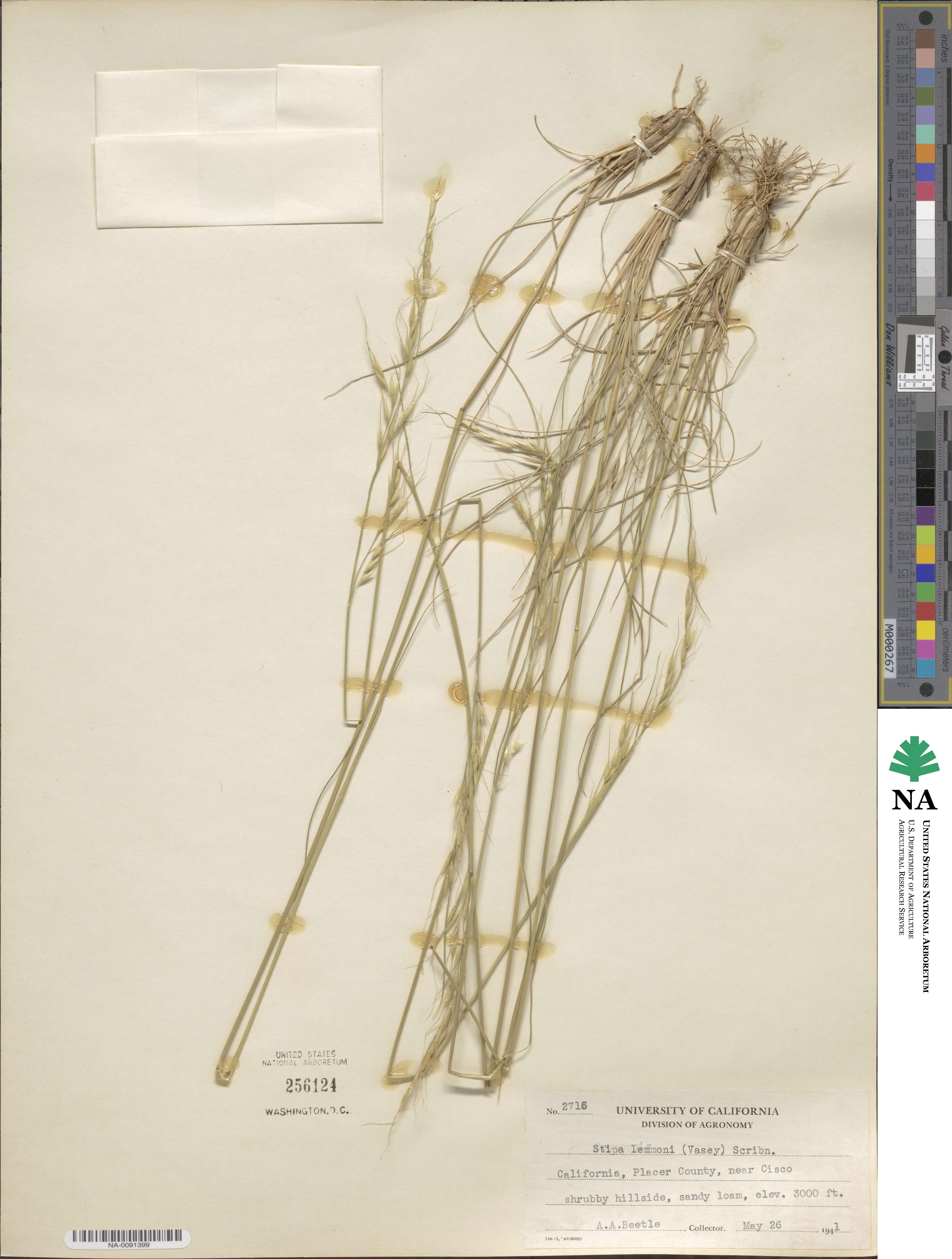 Eriocoma lemmonii image