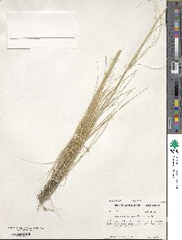 Hesperostipa neomexicana image