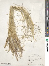 Hesperostipa neomexicana image