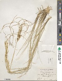 Hesperostipa neomexicana image