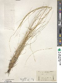 Stipa pennata image