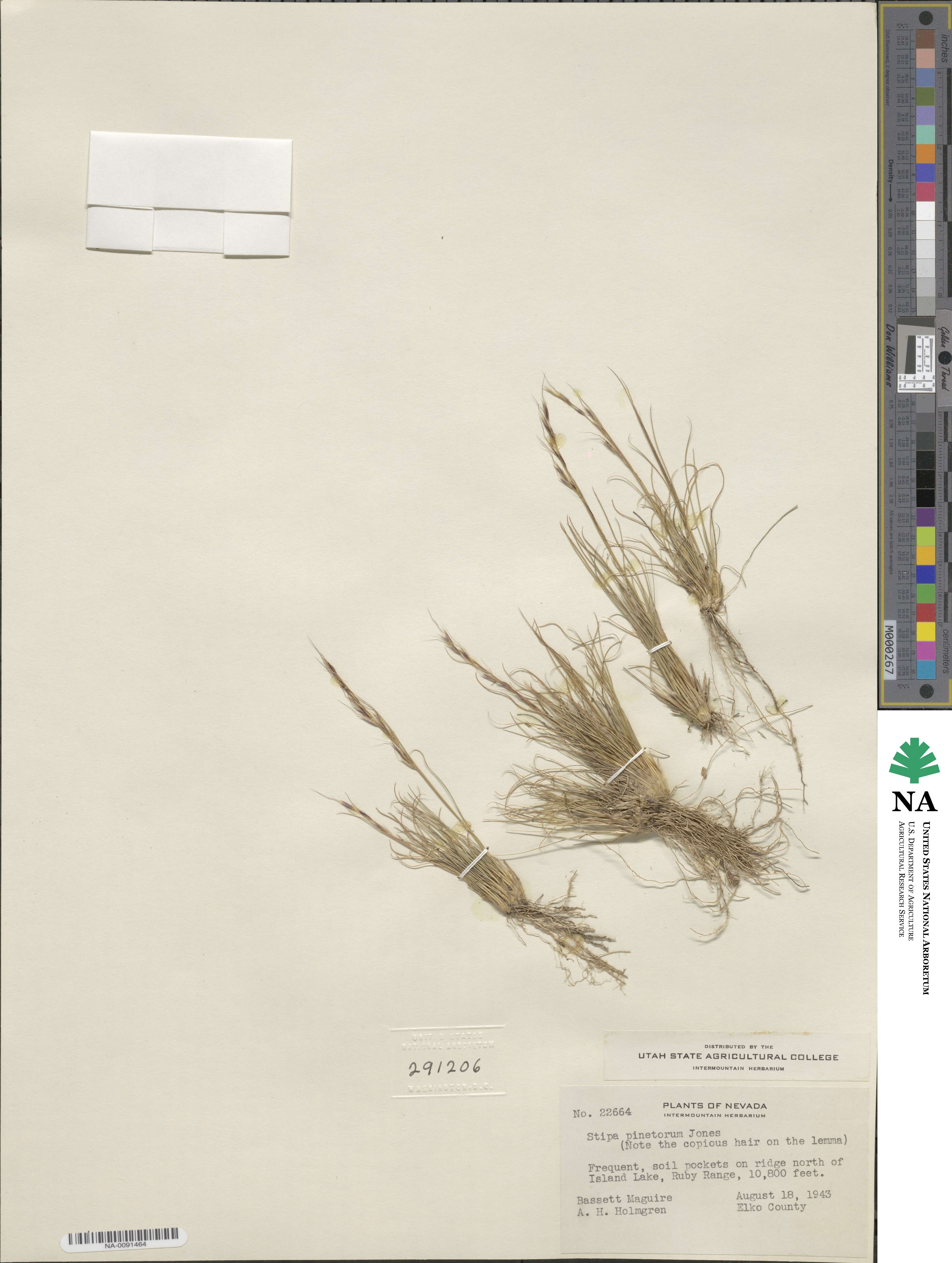 Eriocoma pinetorum image