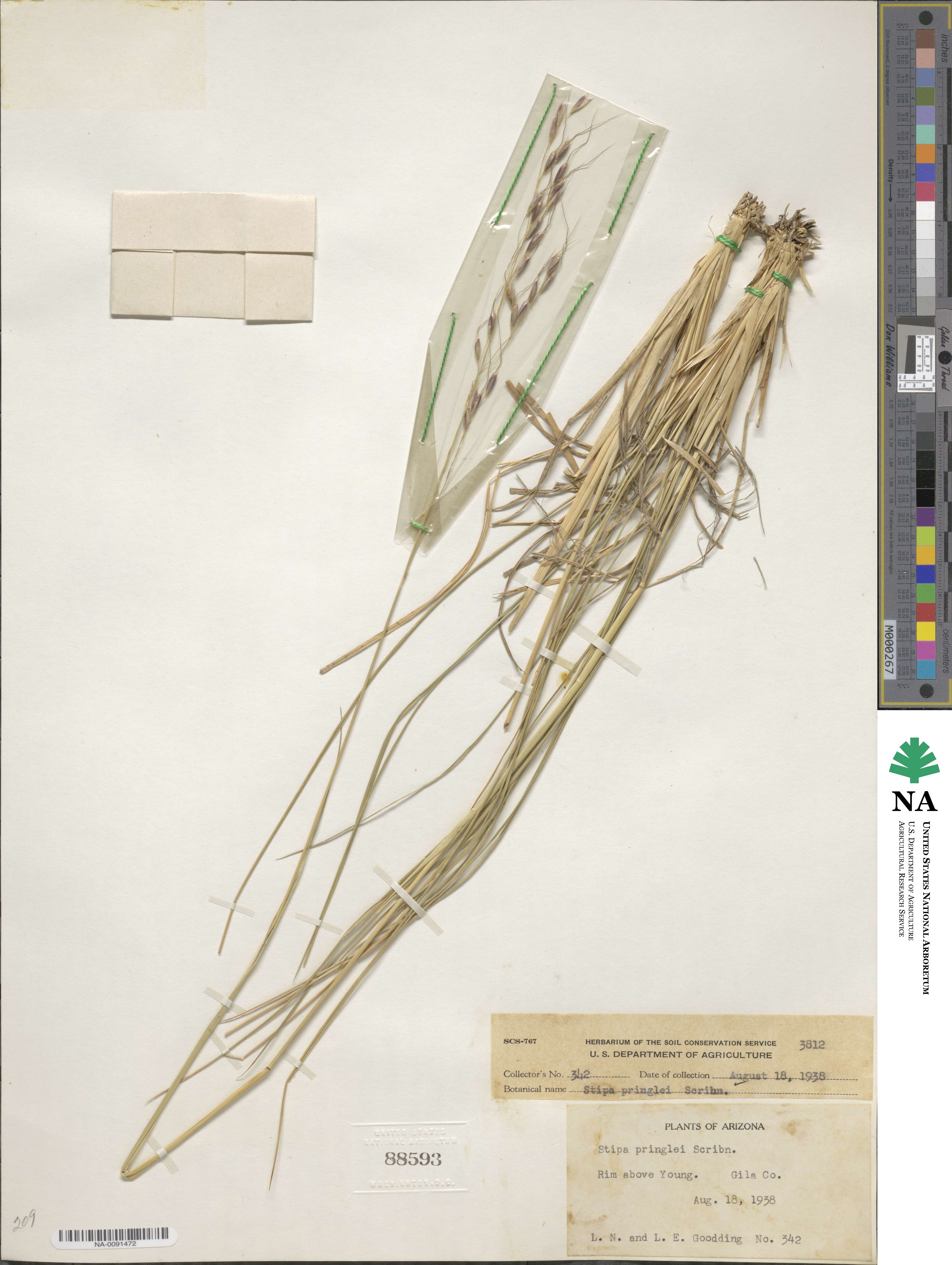 Piptochaetium pringlei image