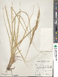 Image of Eriocoma scribneri