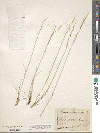 Image of Hesperostipa spartea