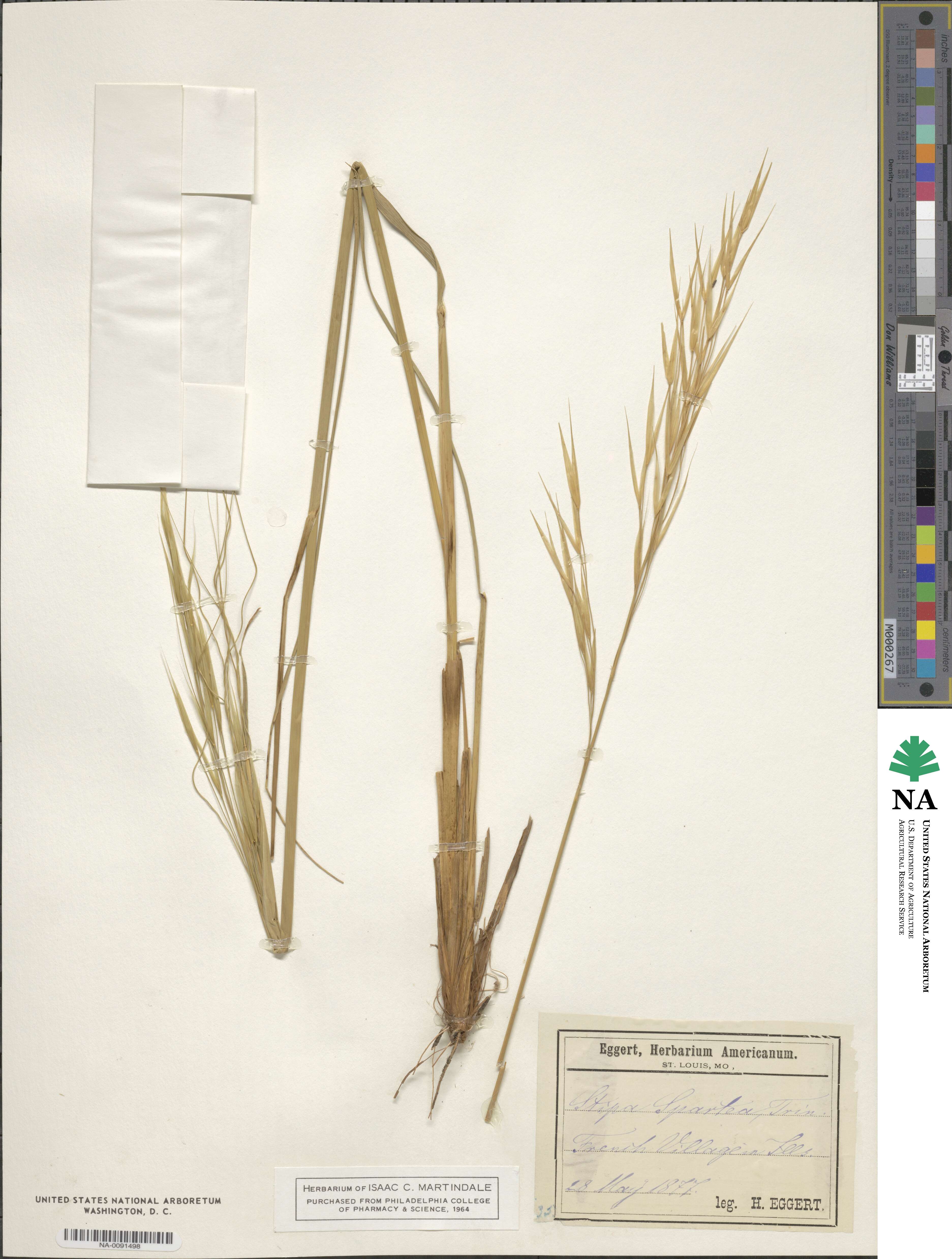 Hesperostipa spartea image