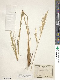 Hesperostipa spartea image