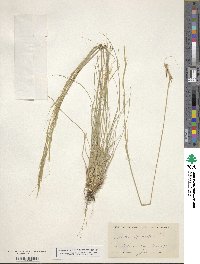 Hesperostipa spartea image