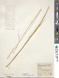 Hesperostipa spartea image