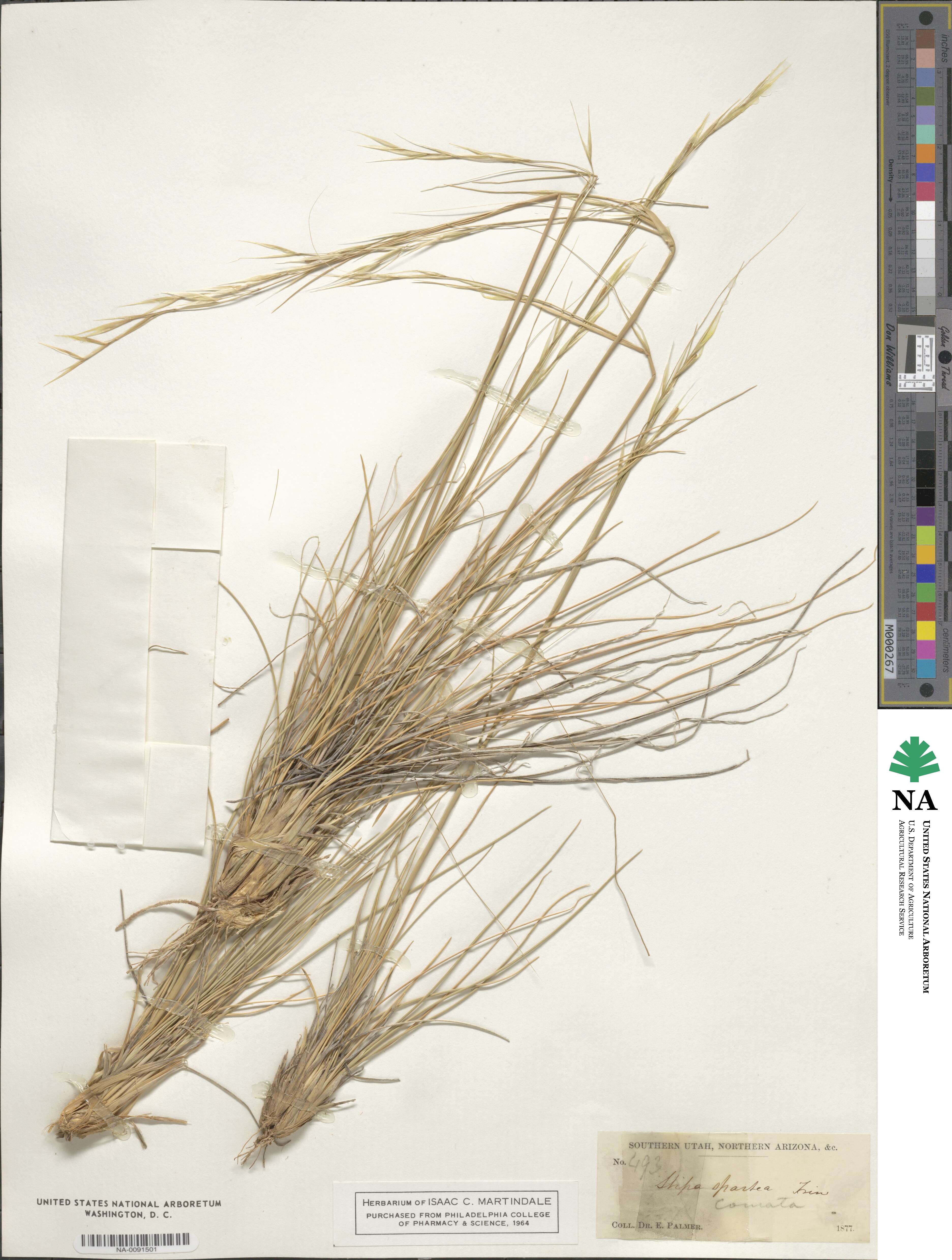 Hesperostipa image