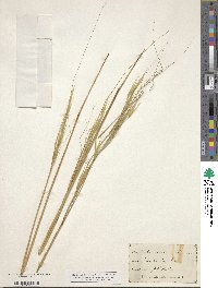 Hesperostipa spartea image