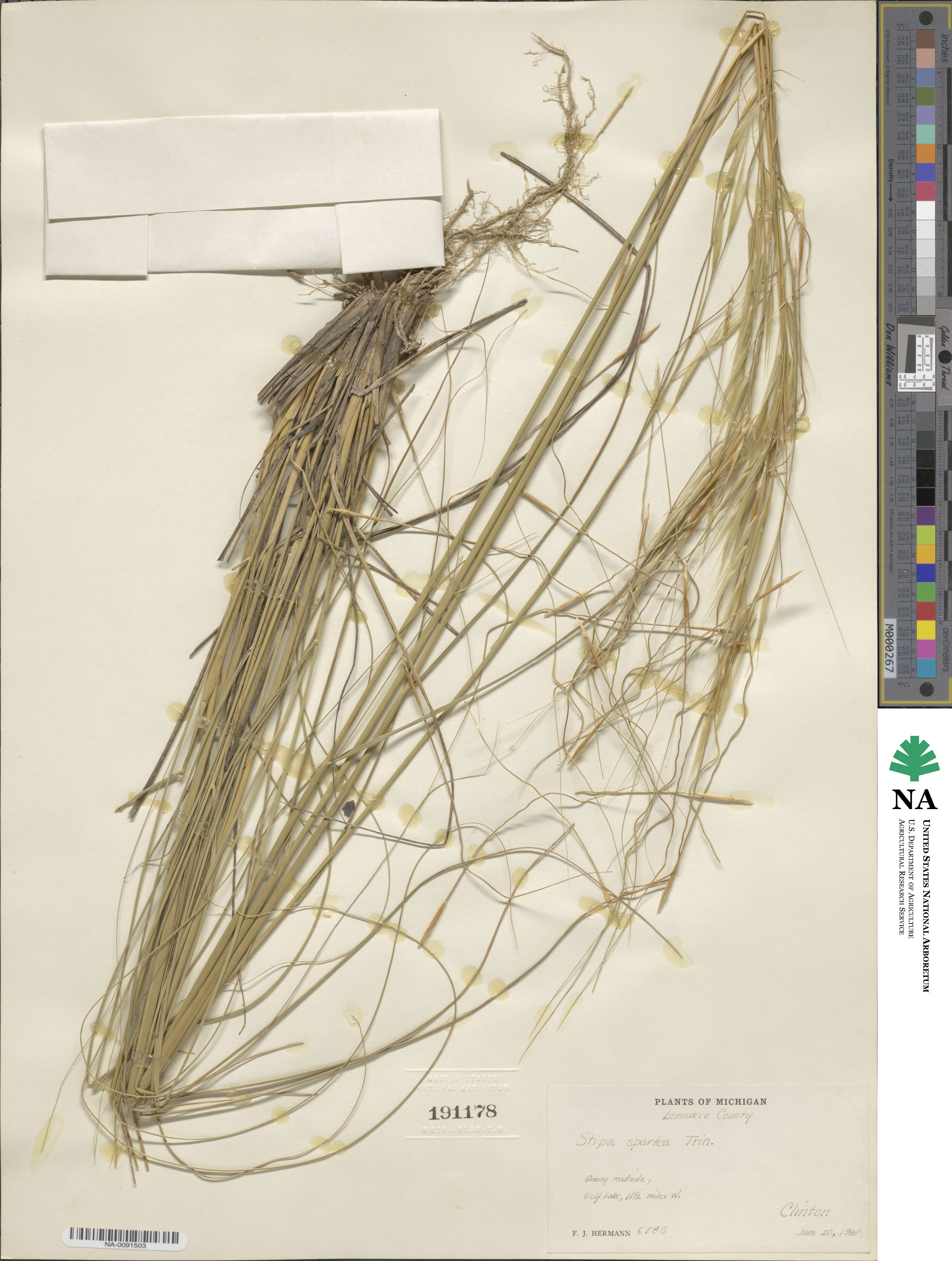 Hesperostipa spartea image